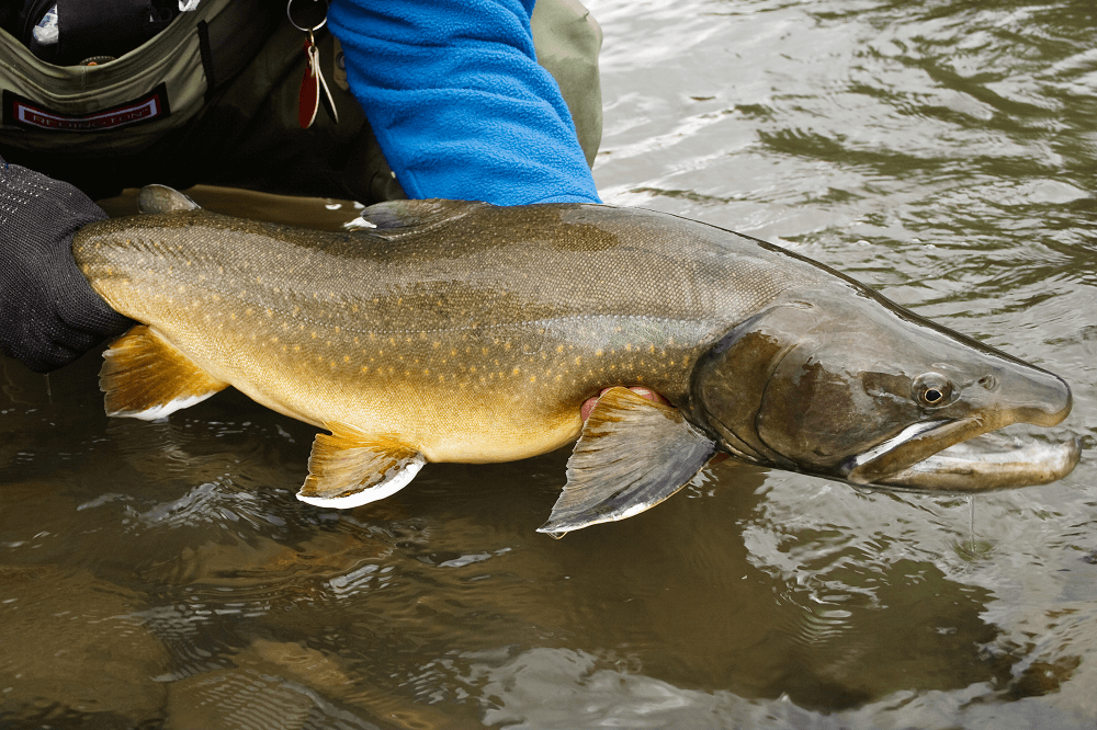 Kootenay Lake Fishing for Jumbo Rainbow and Bull Trout – Western ...