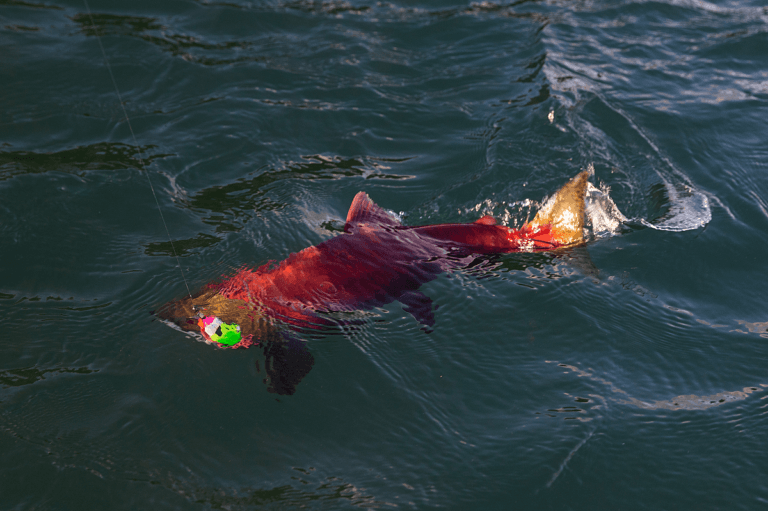 Salmon Fishing Techniques for BC – Western Canadian Fishing