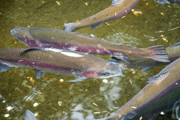 What Do Rainbow Trout Eat In The Wild